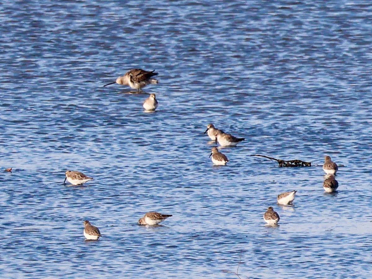 長嘴半蹼鷸 - ML644513278