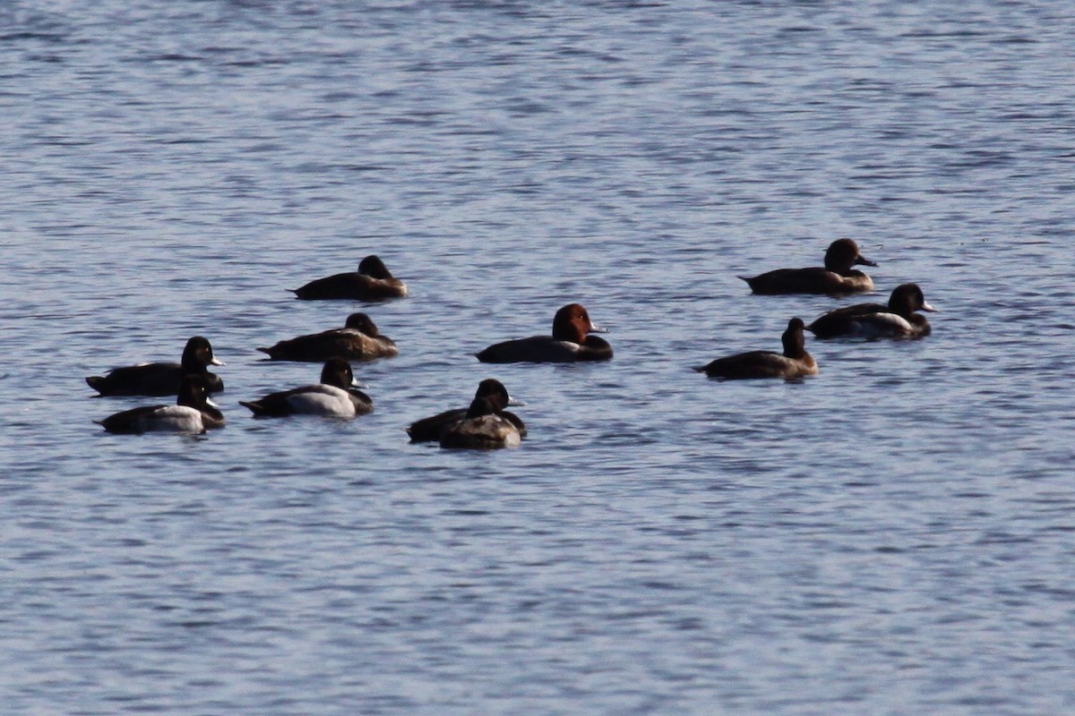 Lesser Scaup - ML644513280