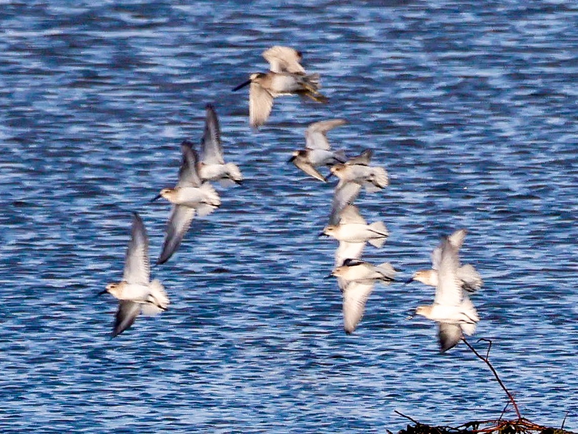 長嘴半蹼鷸 - ML644513281