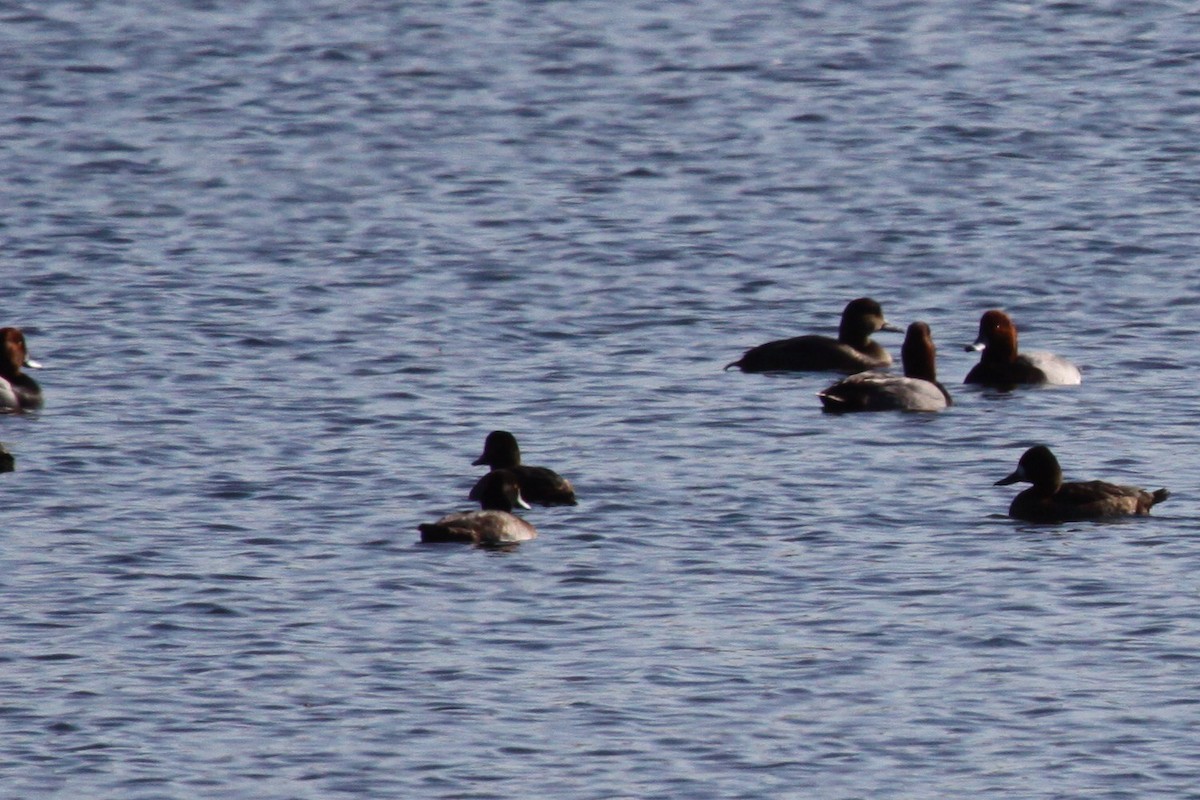 Redhead - ML644513282