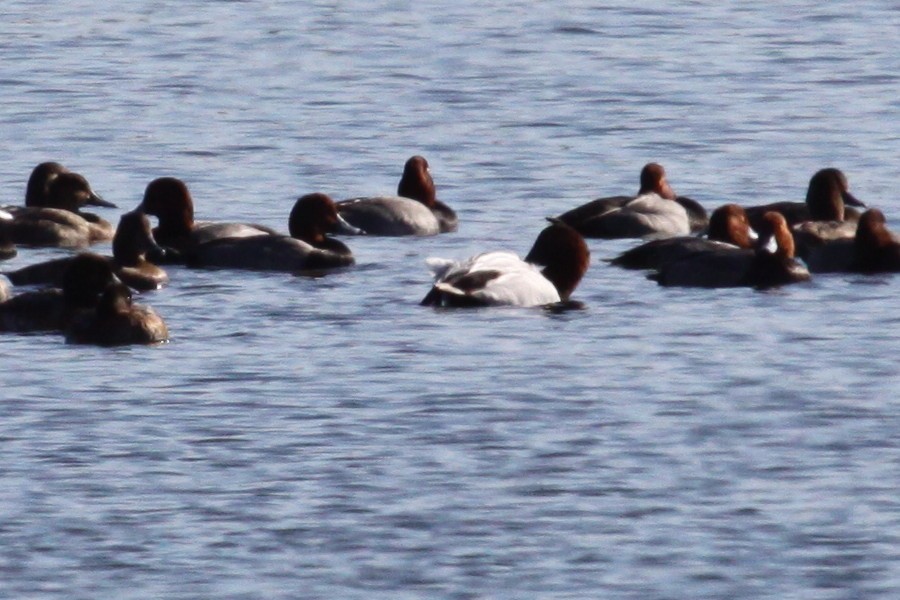 Canvasback - ML644513287