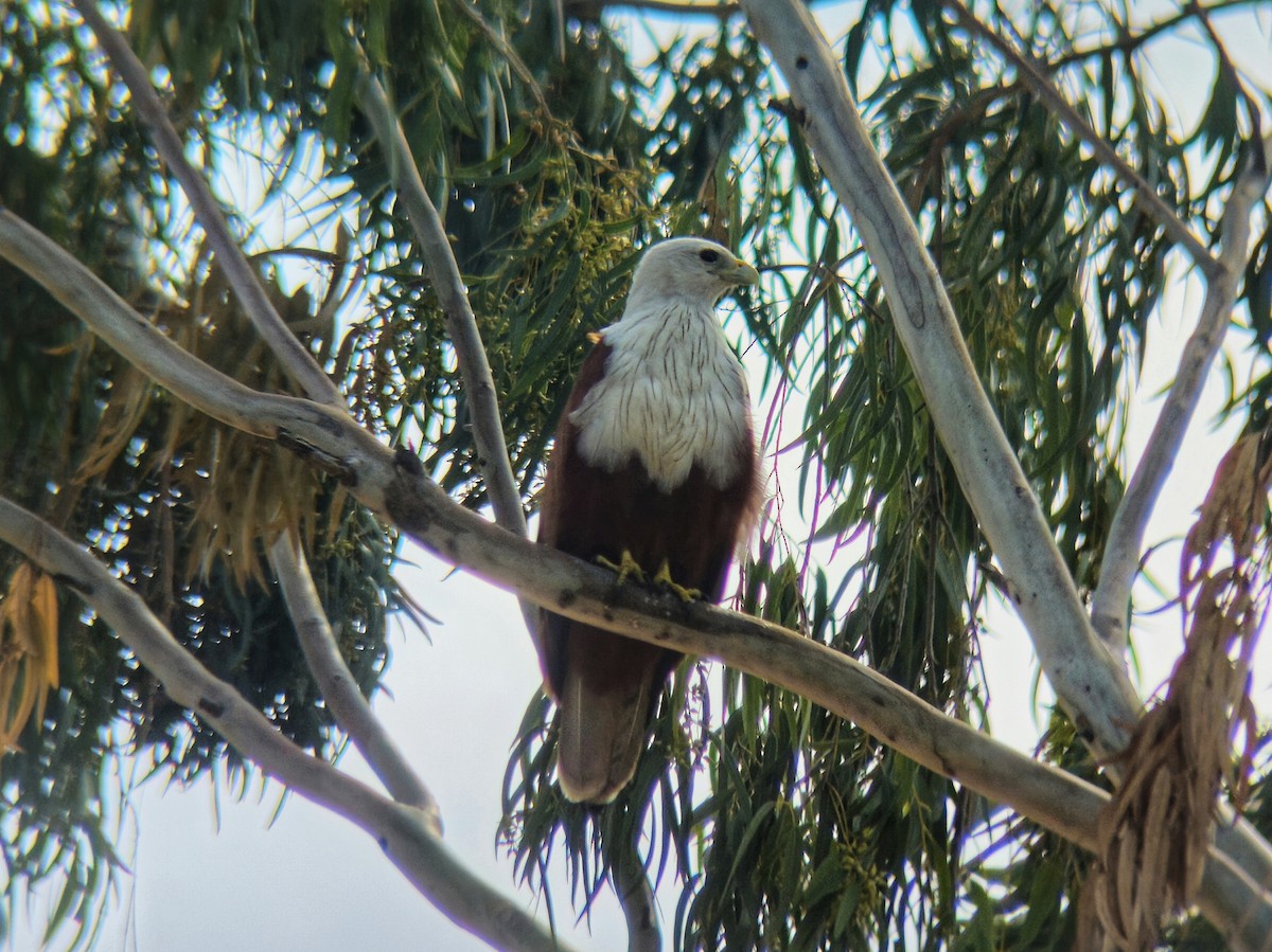 Brahminy Kite - ML644513290