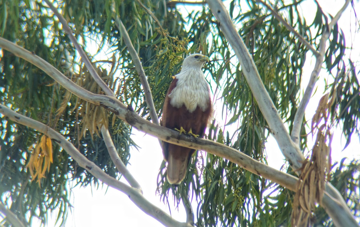 Brahminy Kite - ML644513291