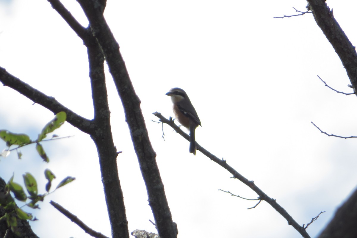 Bull-headed Shrike - ML644513293