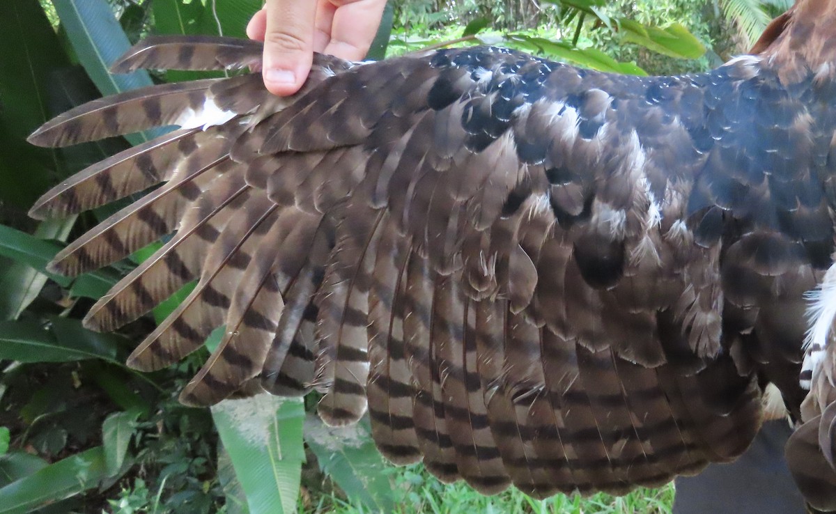 Prachtadler - ML644513296