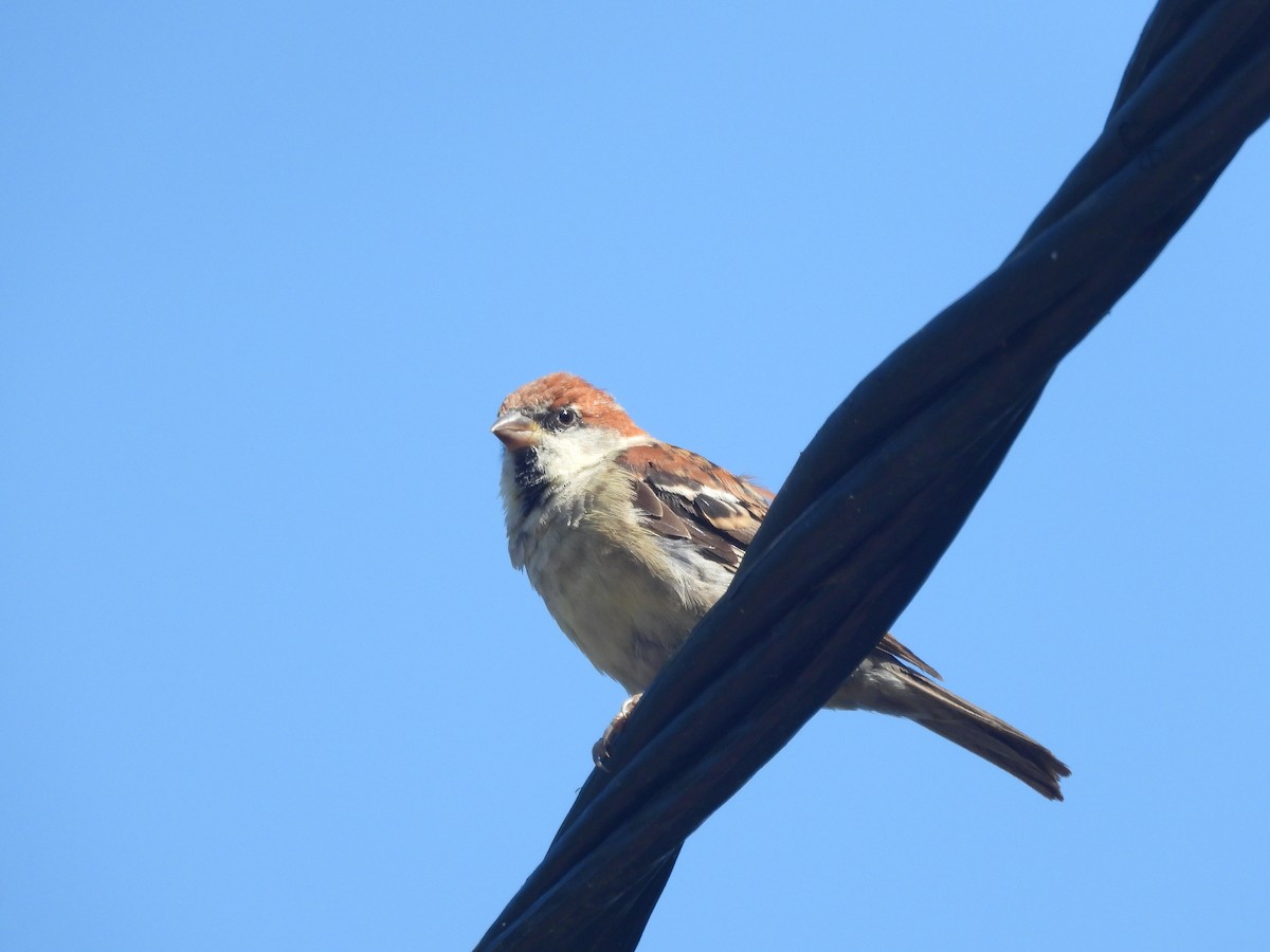 山麻雀 - ML644513300