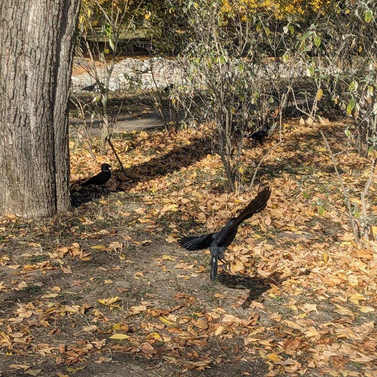 Choucas des tours - ML644513303