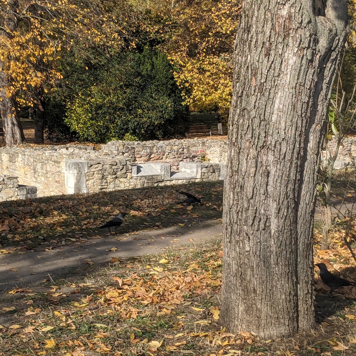 Choucas des tours - ML644513305