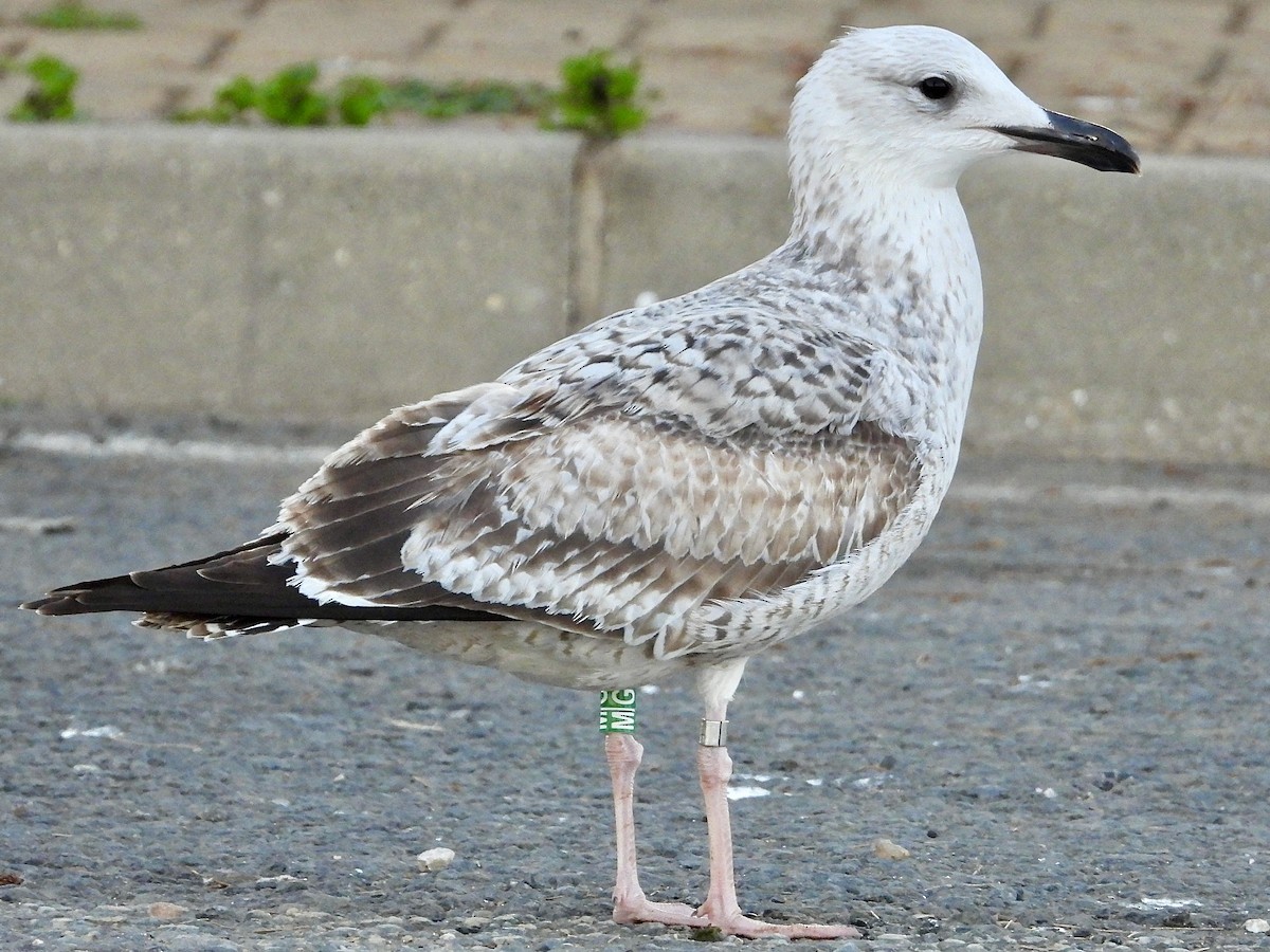 Kaio kaspiarra - ML644513306