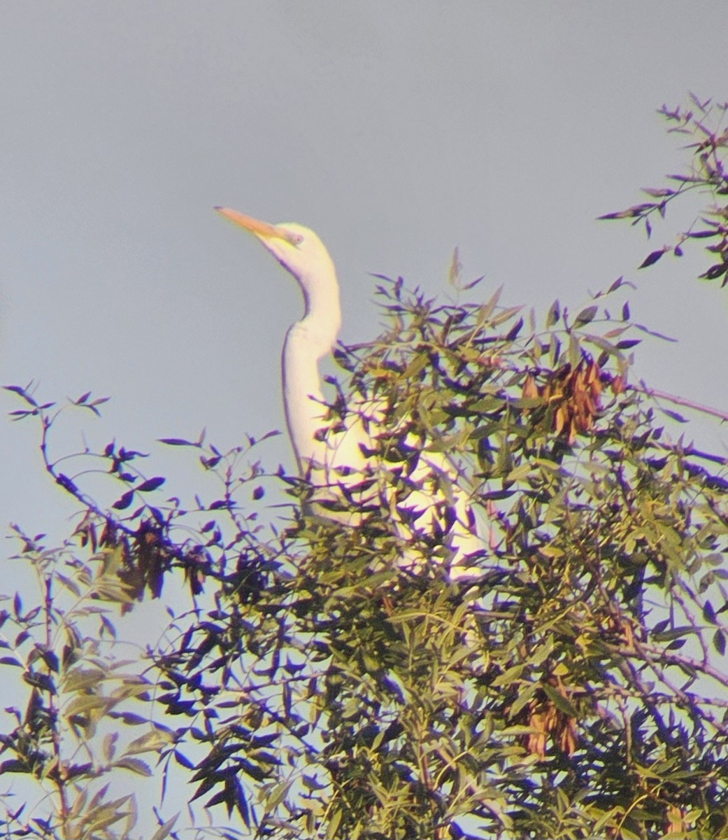 Great Egret - ML644513307