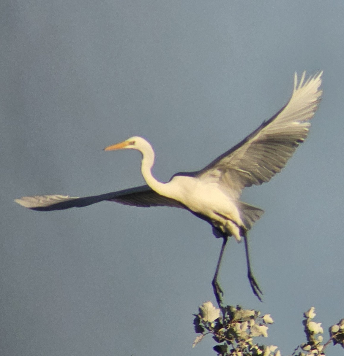 Great Egret - ML644513308