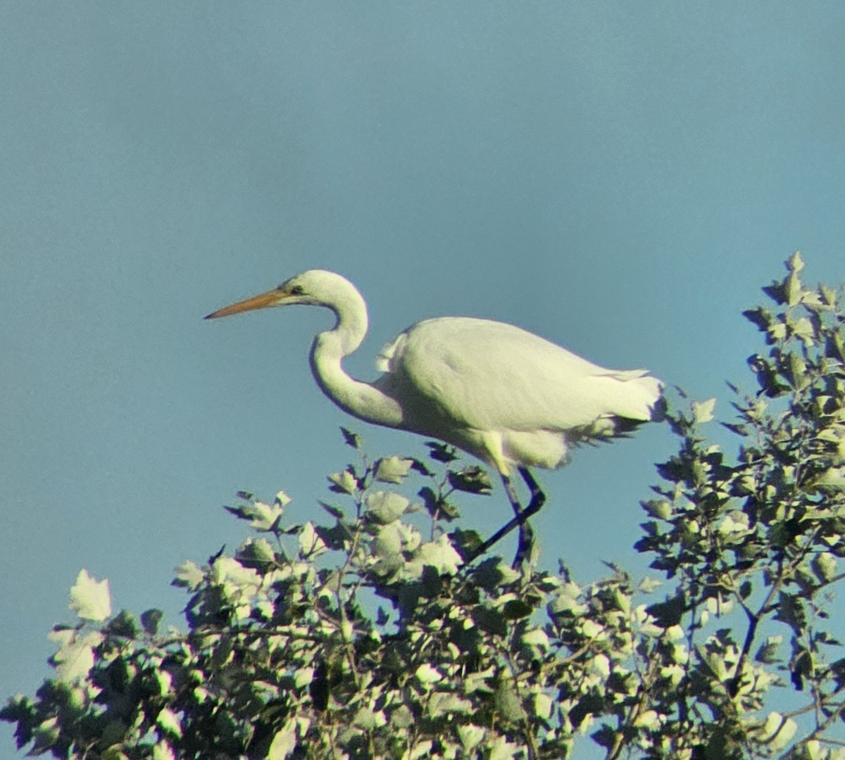 Great Egret - ML644513309