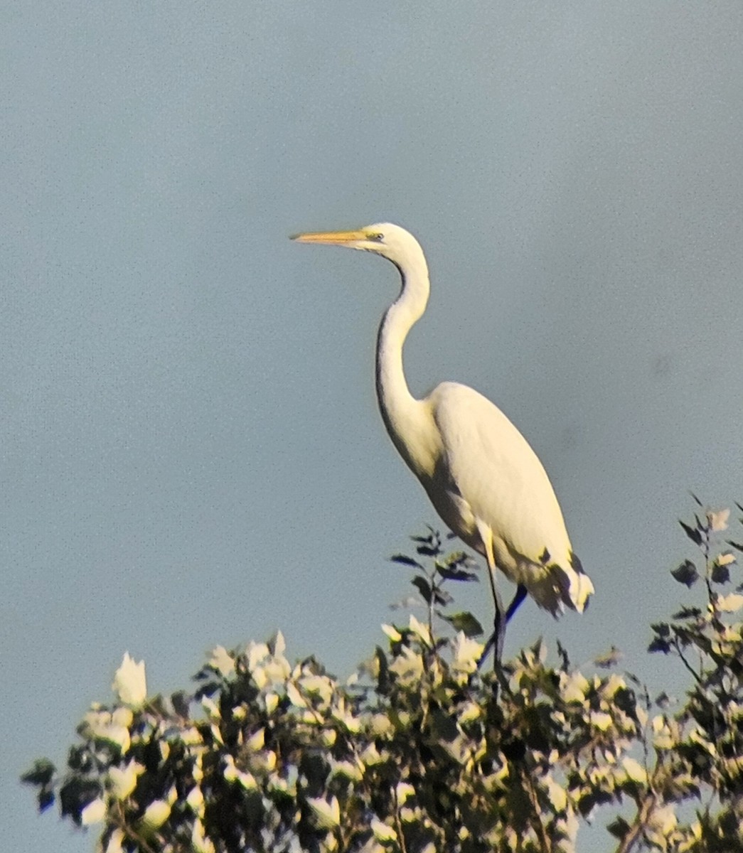 Great Egret - ML644513310