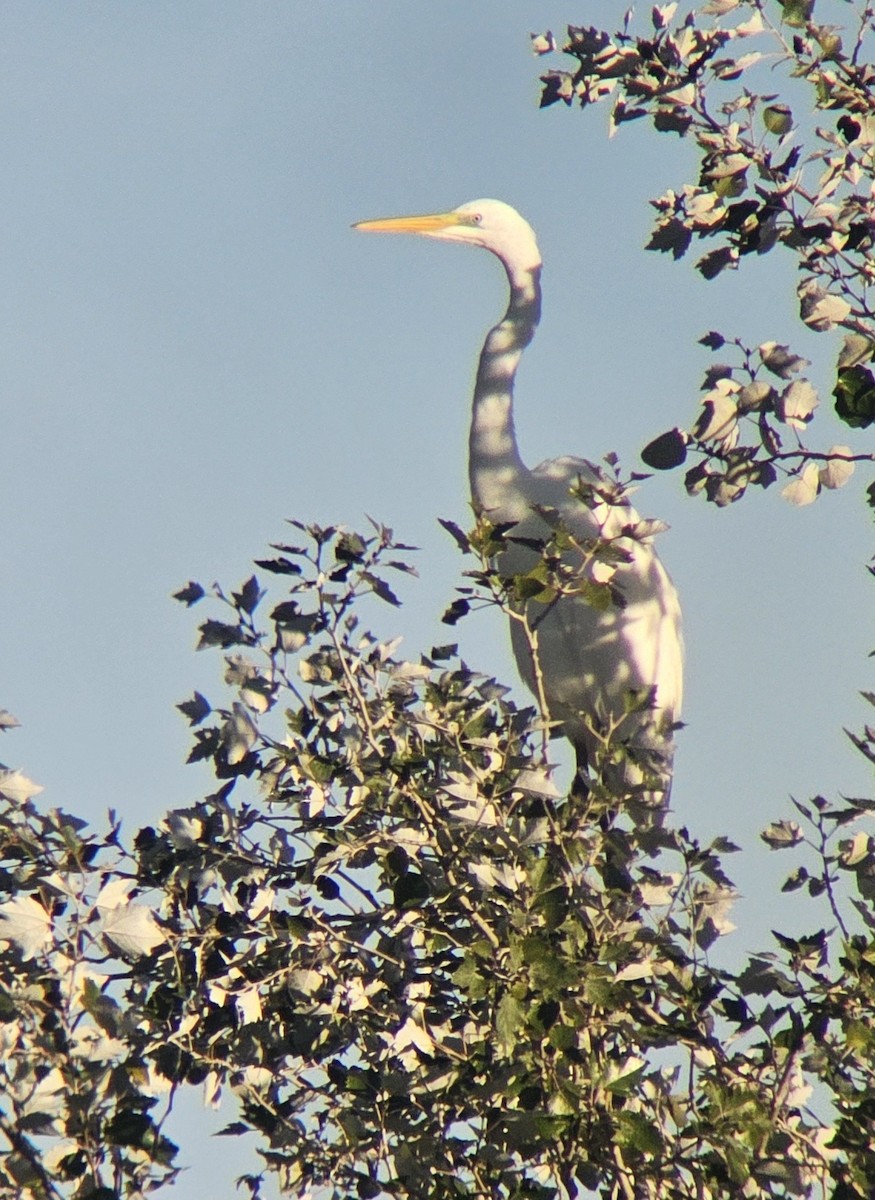 Great Egret - ML644513311