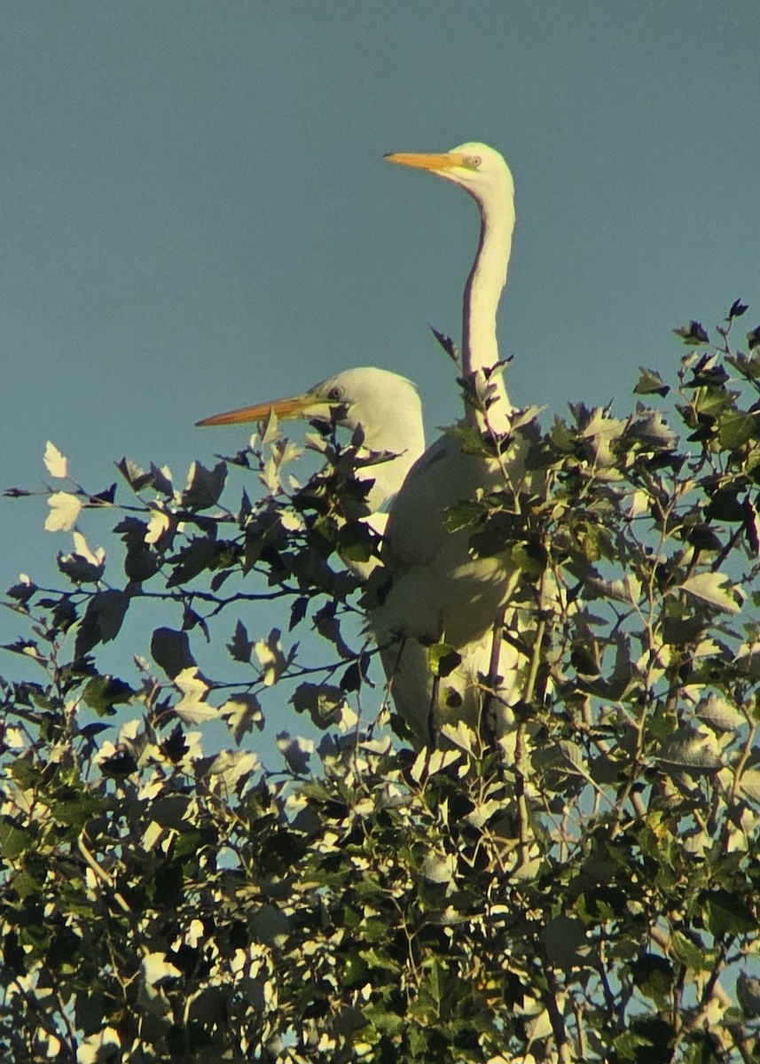 Great Egret - ML644513312