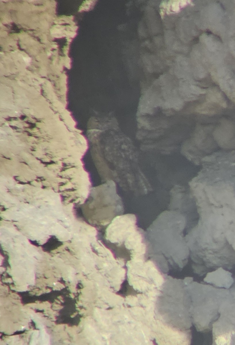 Eurasian Eagle-Owl - ML644513322