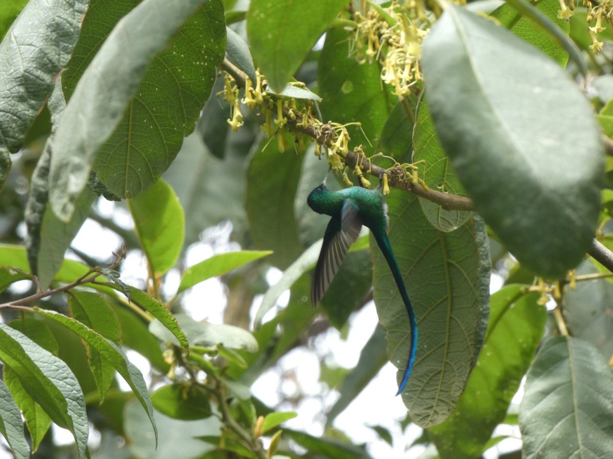 Long-tailed Sylph - ML644513327