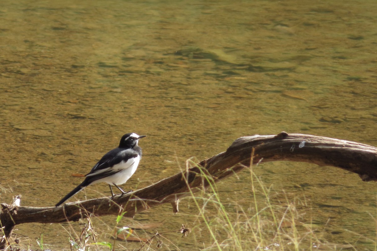 Japanese Wagtail - ML644513329