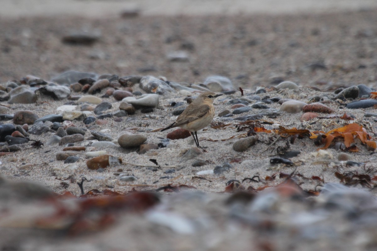 bělořit plavý - ML644513337