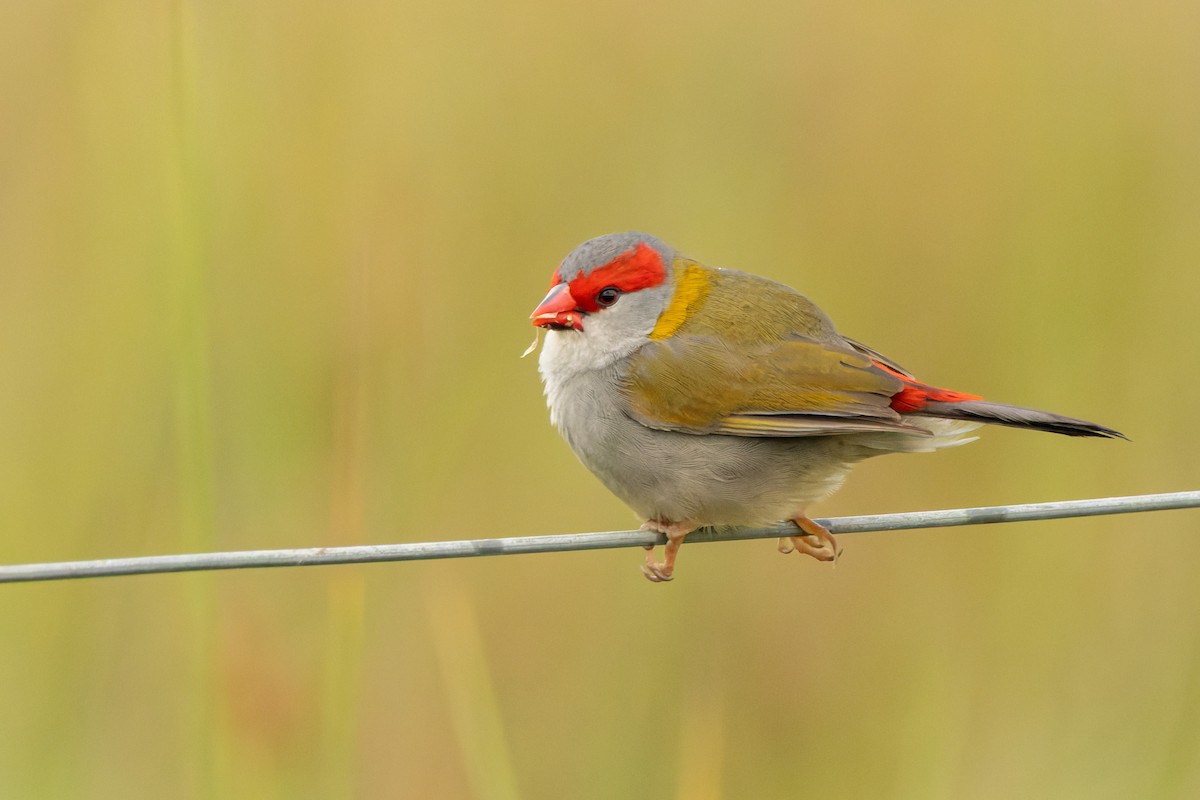 Краснобровая амадина - ML644513347