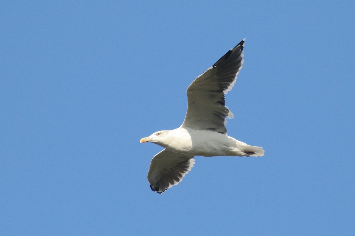 Büyük Kara Sırtlı Martı - ML644513349