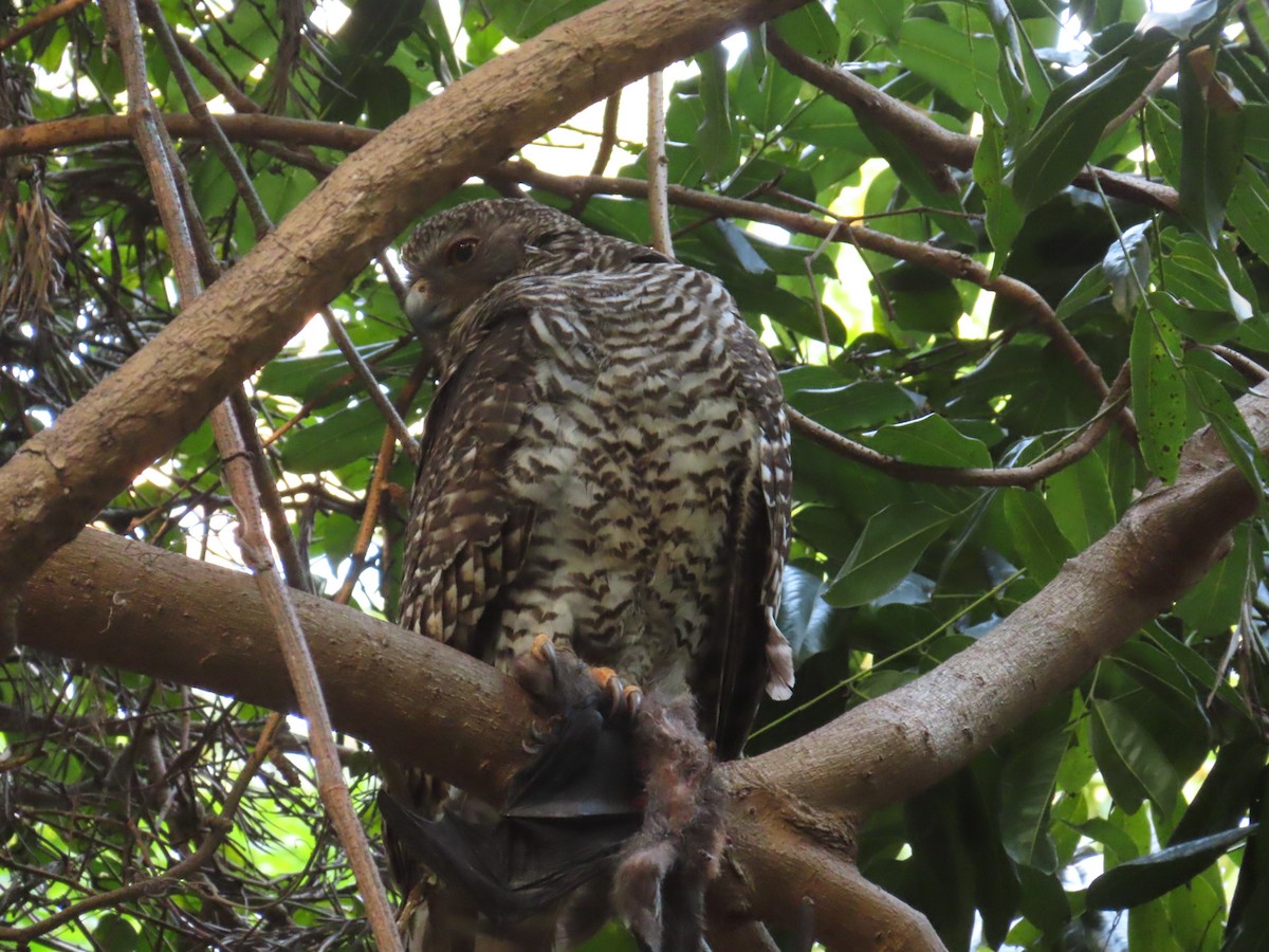 Powerful Owl - ML644513350