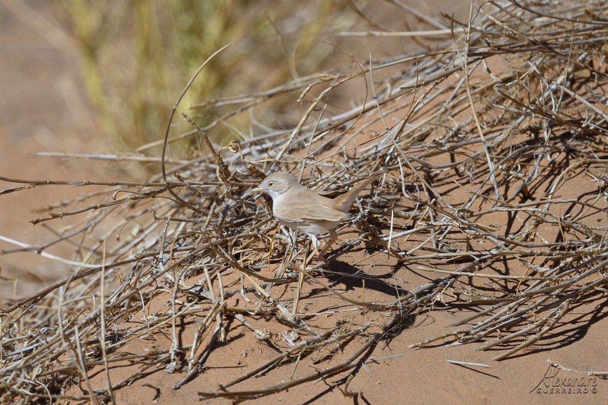 saharasanger - ML644513351