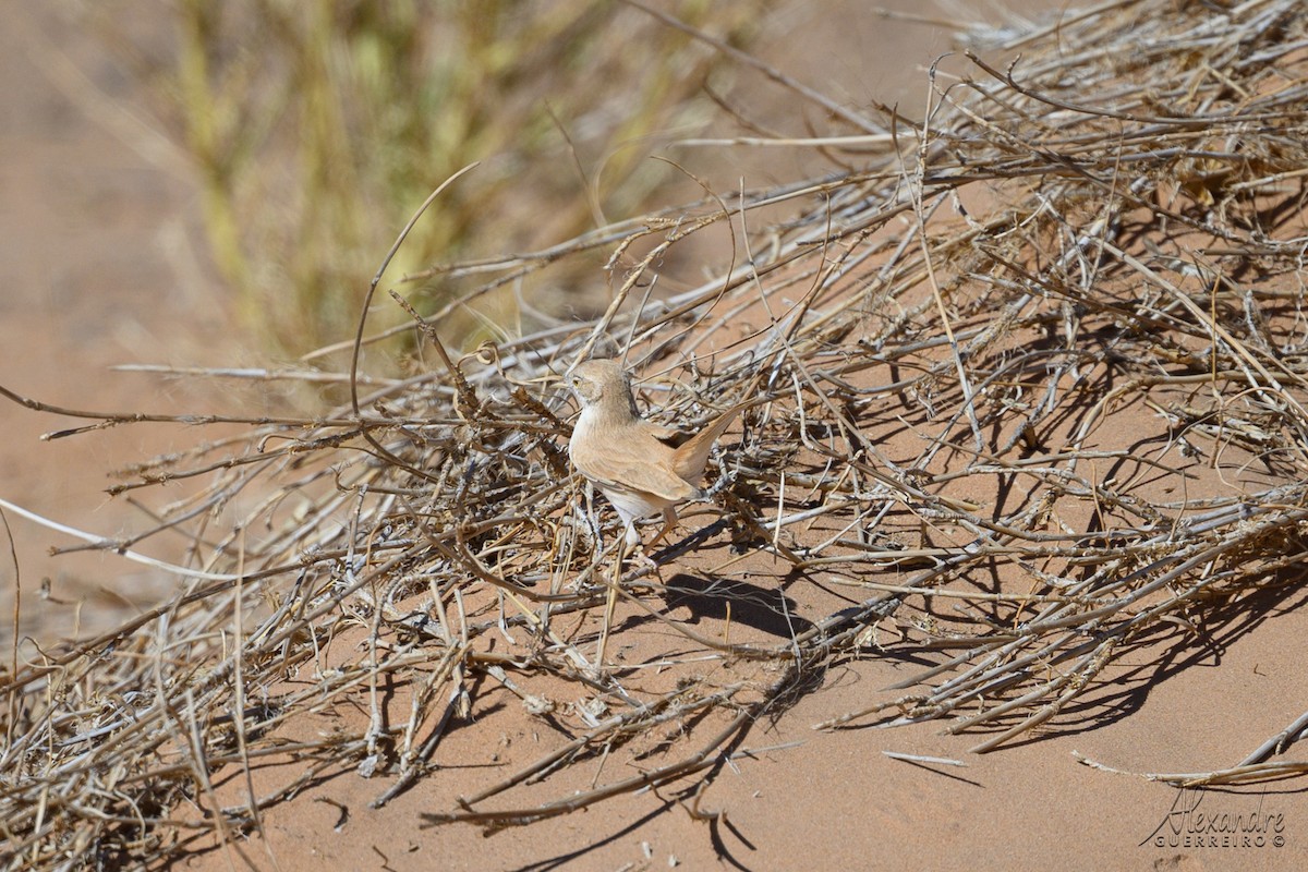 saharasanger - ML644513352