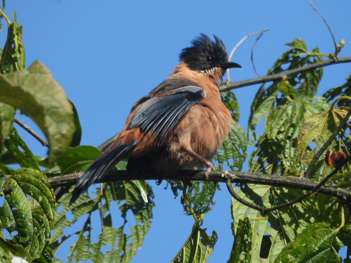 Rufous Sibia - ML644513353