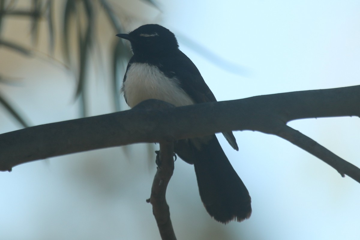 Willie-wagtail - ML644513354