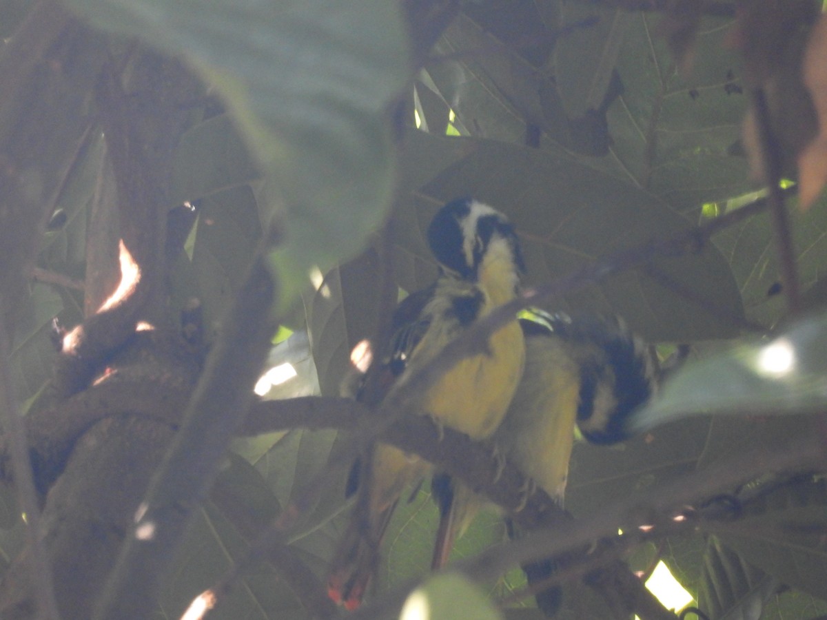 Краснохвостая минла - ML644513359