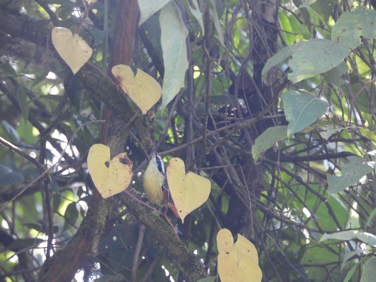 Краснохвостая минла - ML644513360