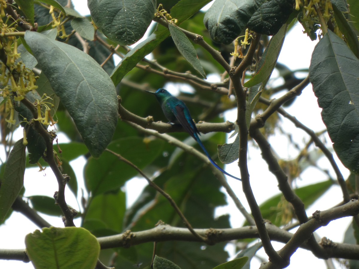 Long-tailed Sylph - ML644513367