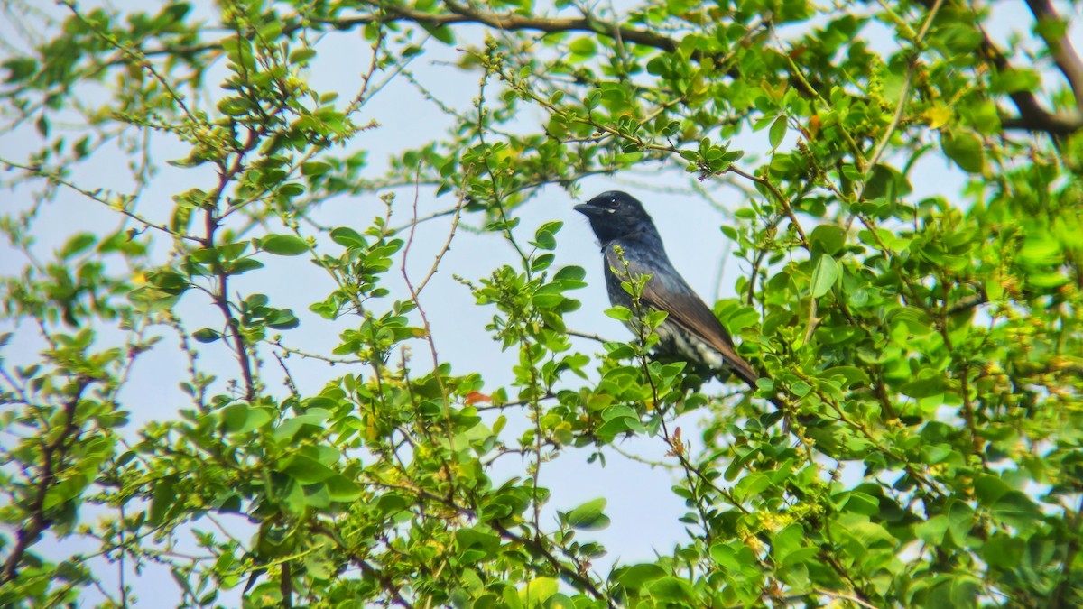 drongo černý - ML644513368