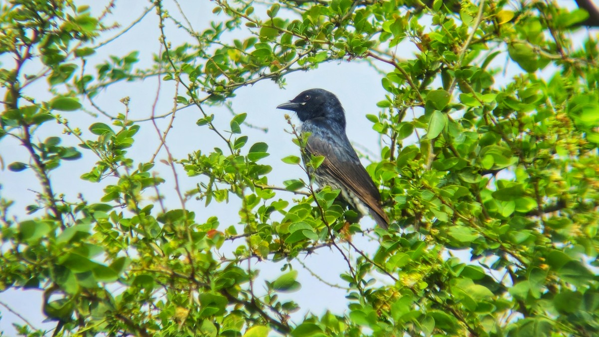 drongo černý - ML644513369