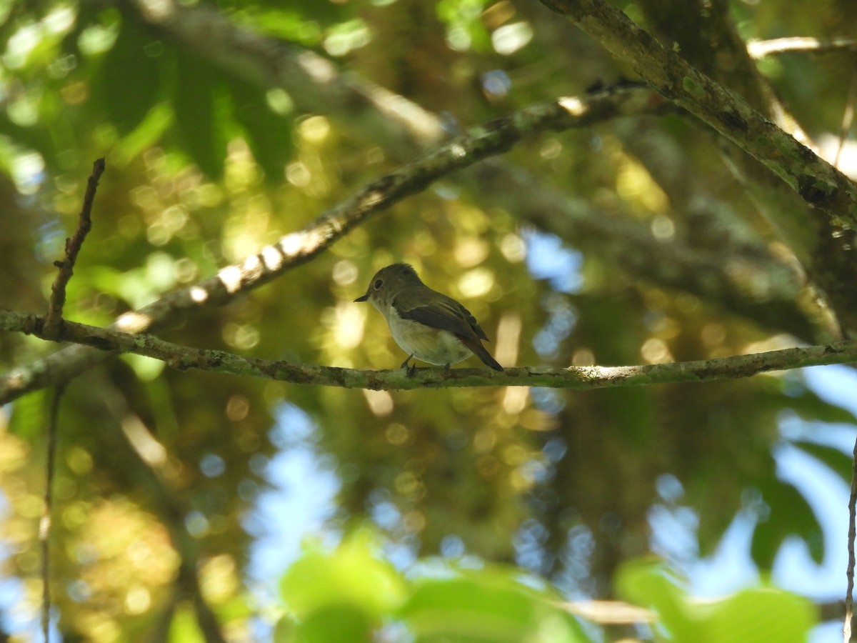 Little Pied Flycatcher - ML644513372