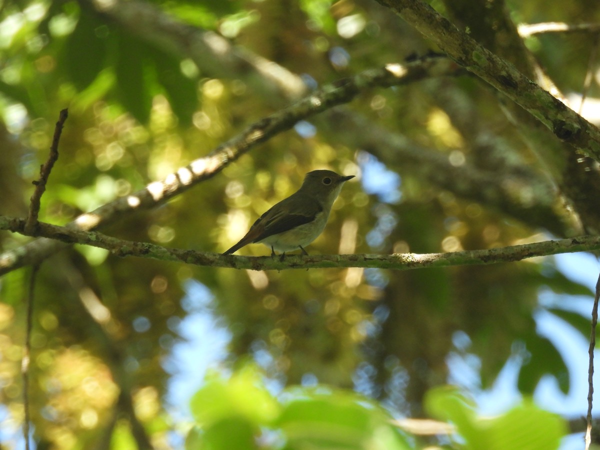 Little Pied Flycatcher - ML644513373