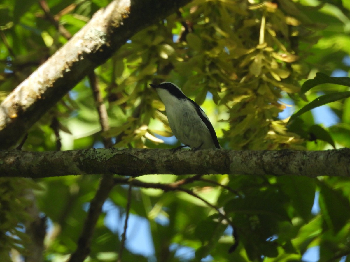 Little Pied Flycatcher - ML644513374