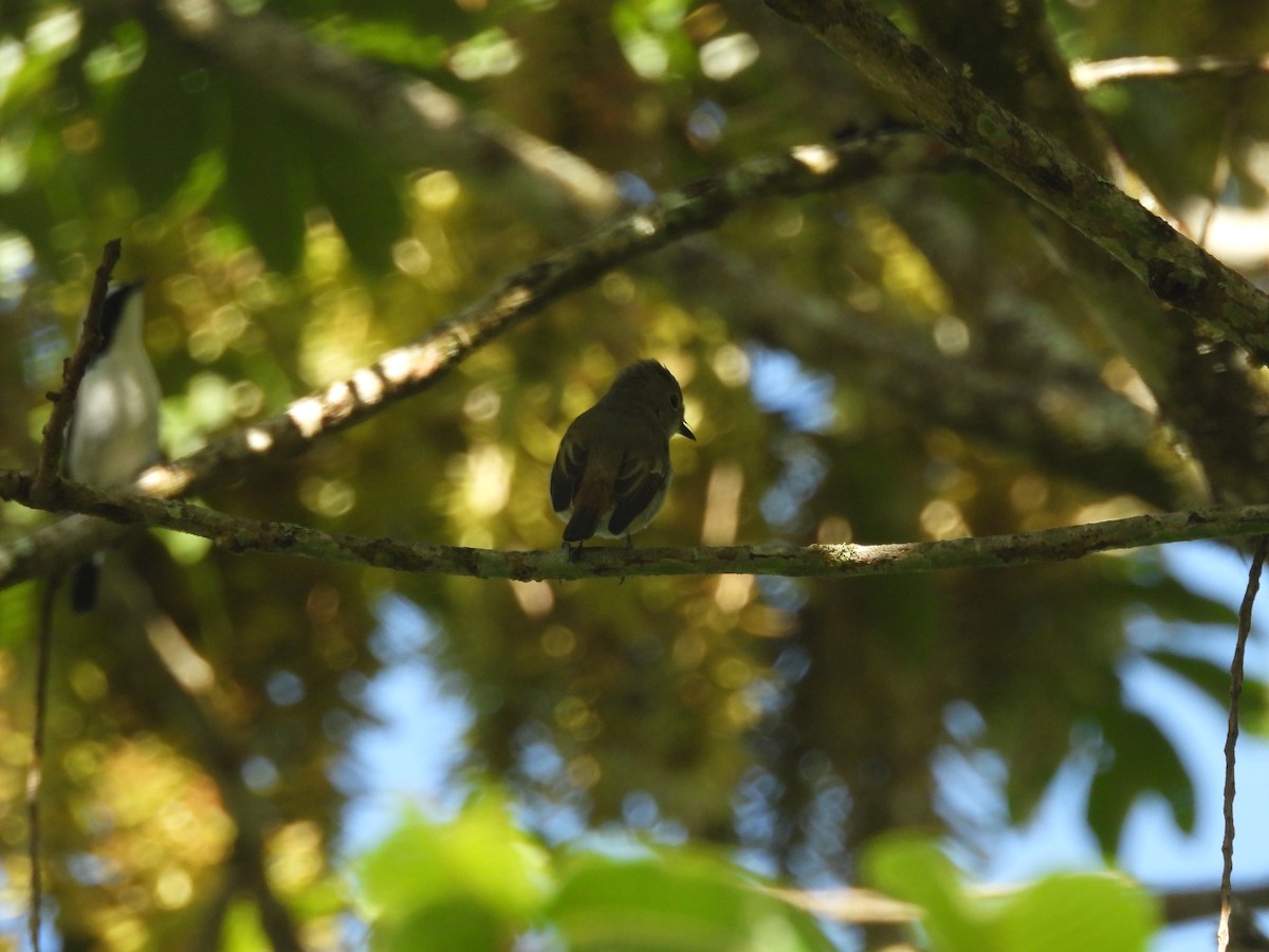 Little Pied Flycatcher - ML644513375