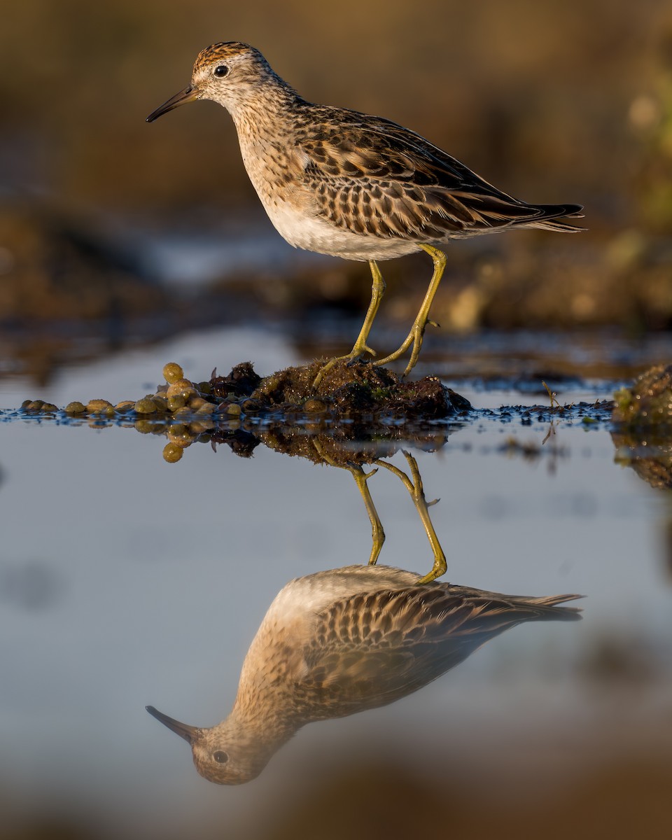 Сүүл элсэг - ML644513378