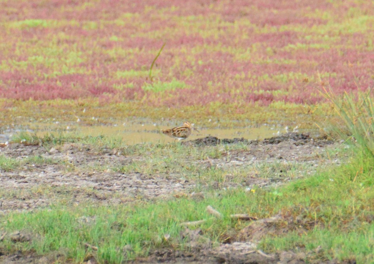 Latham's Snipe - ML644513383