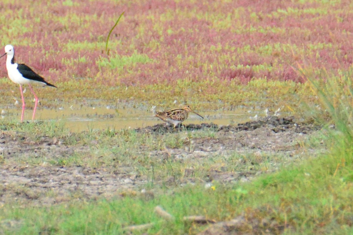 Latham's Snipe - ML644513384