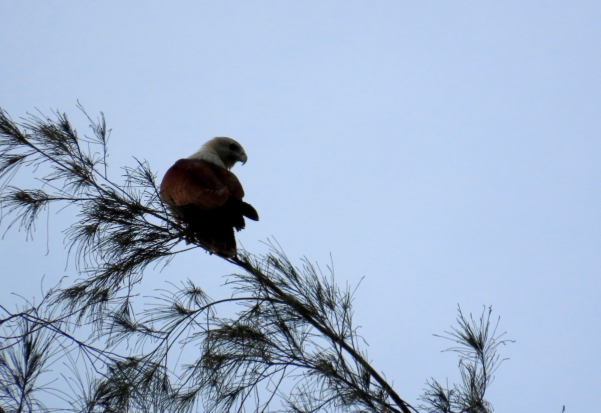 栗鳶 - ML644513390
