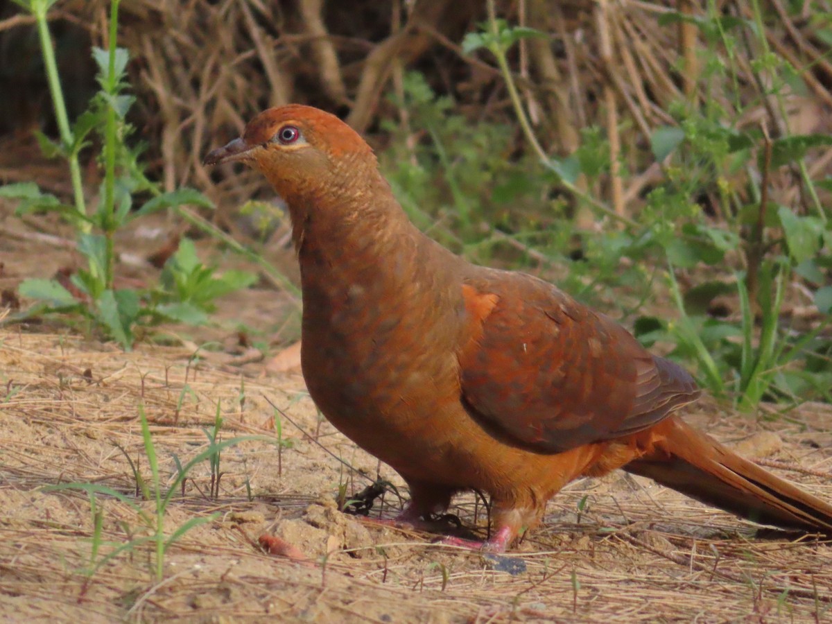 Phasianelle brune - ML644513392