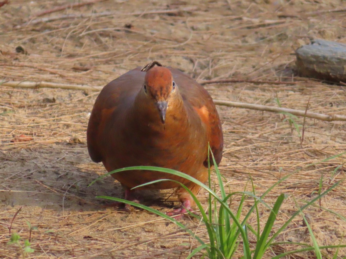 Phasianelle brune - ML644513393