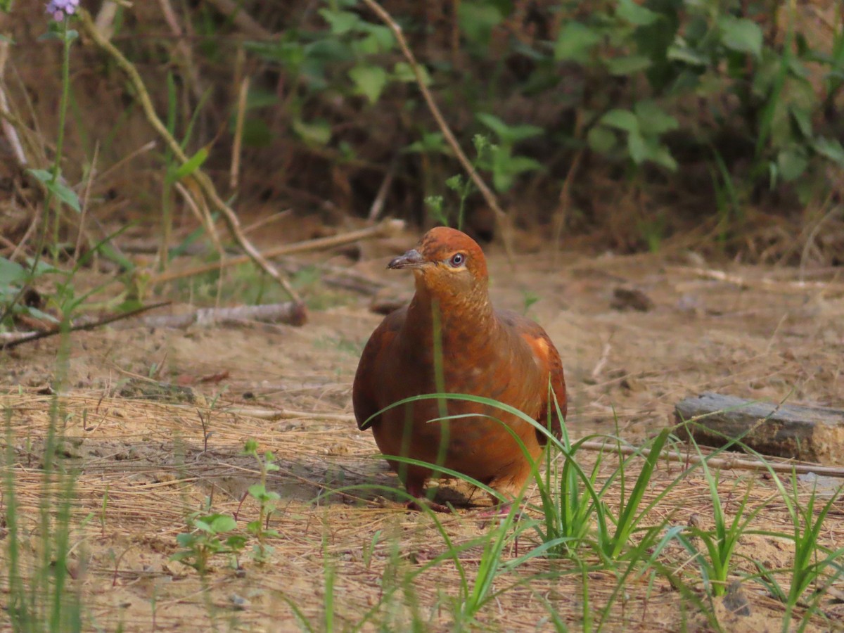 Phasianelle brune - ML644513394