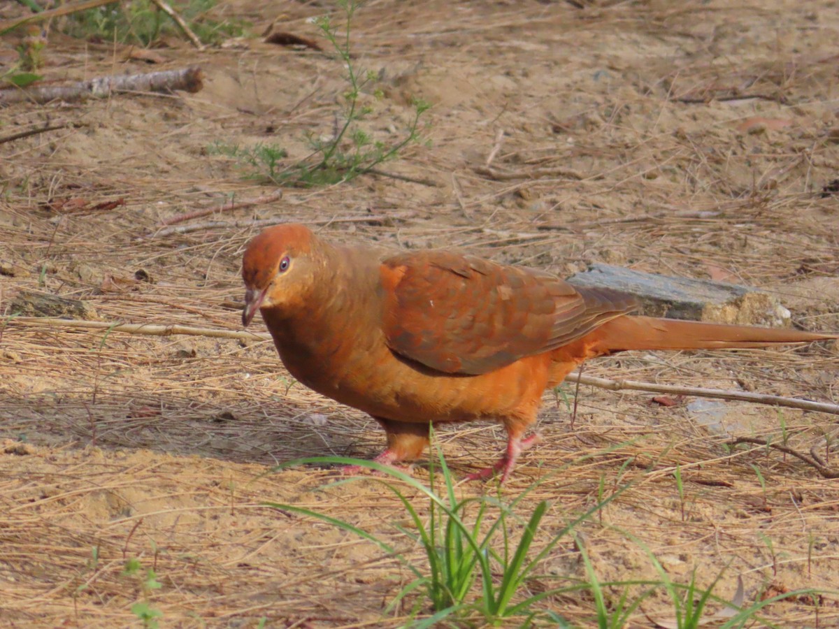 Phasianelle brune - ML644513395