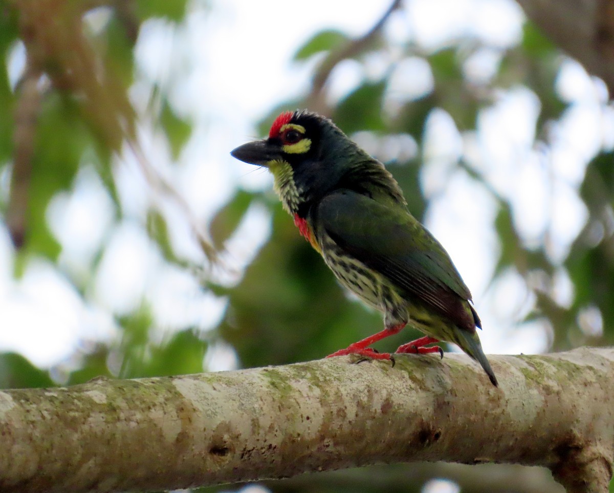 Coppersmith Barbet - ML644513398