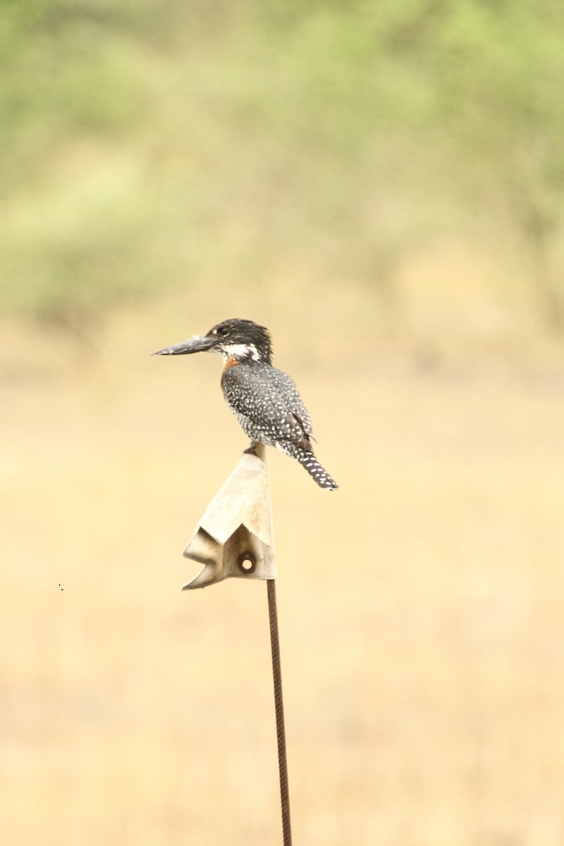 Giant Kingfisher - ML644513399
