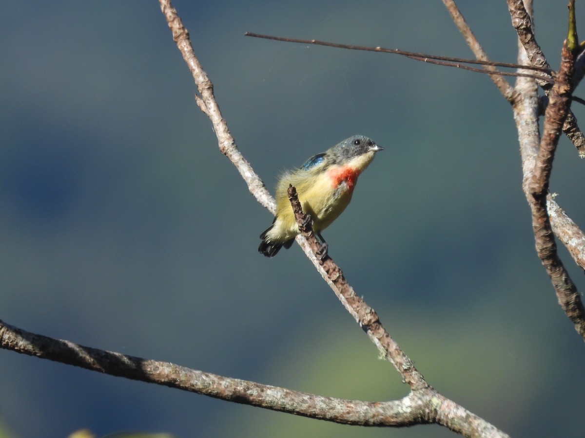 Fire-breasted Flowerpecker - ML644513400